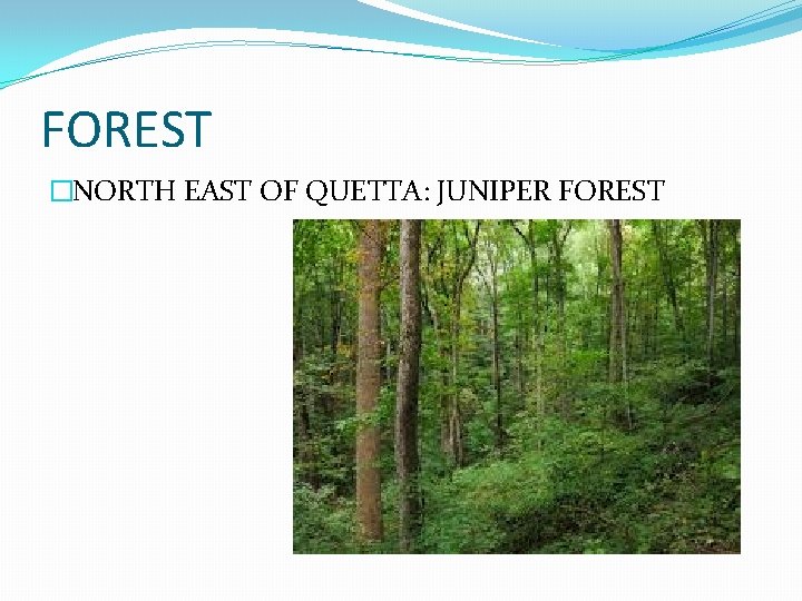 FOREST �NORTH EAST OF QUETTA: JUNIPER FOREST FOREST �NORTH EAST OF QUETTA: JUNIPER FOREST