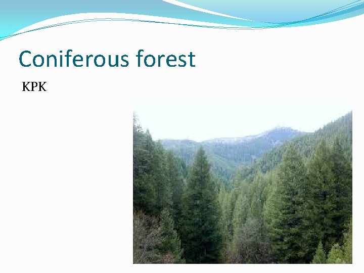 Coniferous forest KPK Coniferous forest KPK