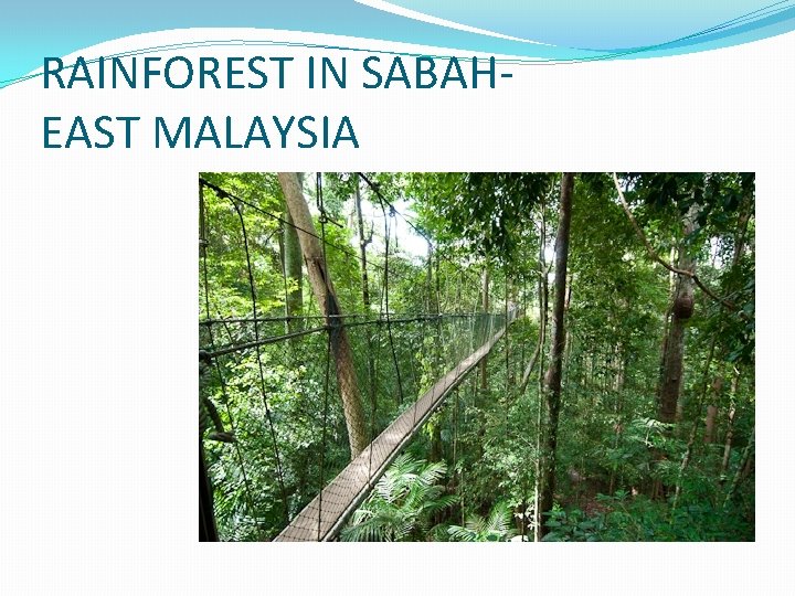 RAINFOREST IN SABAHEAST MALAYSIA RAINFOREST IN SABAHEAST MALAYSIA