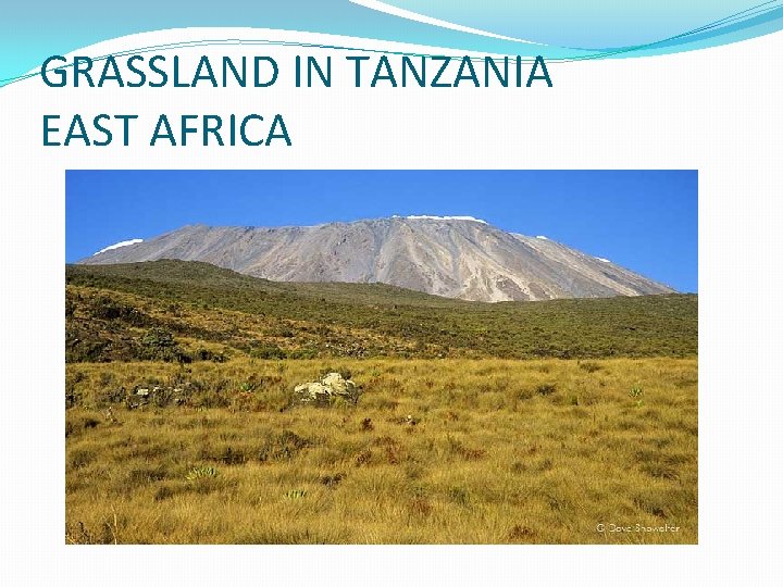 GRASSLAND IN TANZANIA EAST AFRICA GRASSLAND IN TANZANIA EAST AFRICA