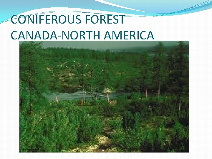 CONIFEROUS FOREST CANADA-NORTH AMERICA CONIFEROUS FOREST CANADA-NORTH AMERICA