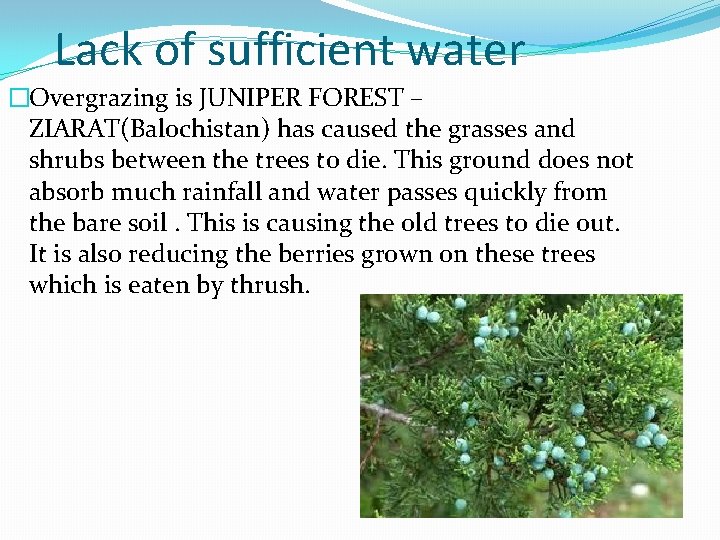 Lack of sufficient water �Overgrazing is JUNIPER FOREST – ZIARAT(Balochistan) has caused the grasses Lack of sufficient water �Overgrazing is JUNIPER FOREST – ZIARAT(Balochistan) has caused the grasses