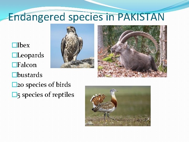 Endangered species in PAKISTAN �Ibex �Leopards �Falcon �bustards � 20 species of birds � Endangered species in PAKISTAN �Ibex �Leopards �Falcon �bustards � 20 species of birds �