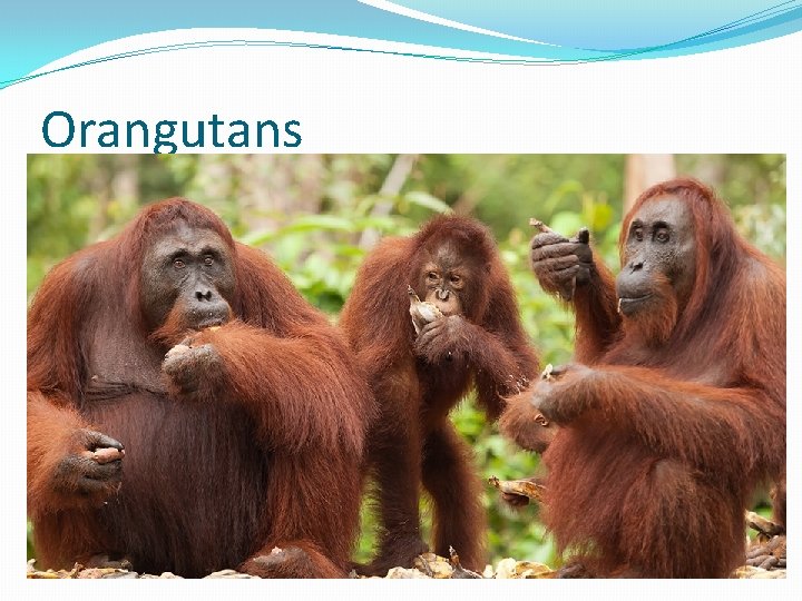 Orangutans Orangutans