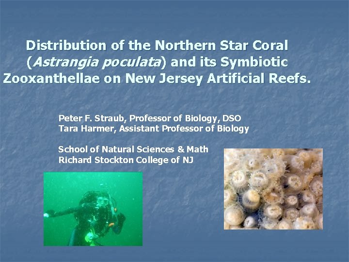 Distribution of the Northern Star Coral (Astrangia poculata) and its Symbiotic Zooxanthellae on New