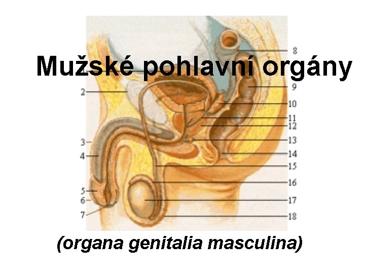 Mužské pohlavní orgány (organa genitalia masculina) 