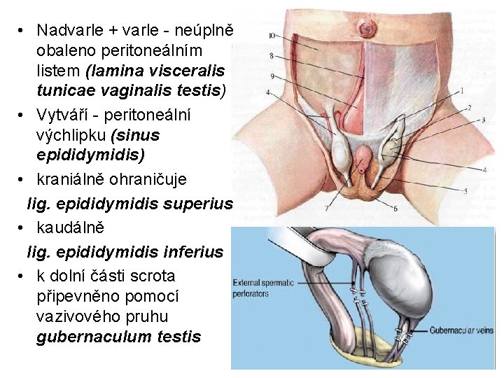  • Nadvarle + varle - neúplně obaleno peritoneálním listem (lamina visceralis tunicae vaginalis