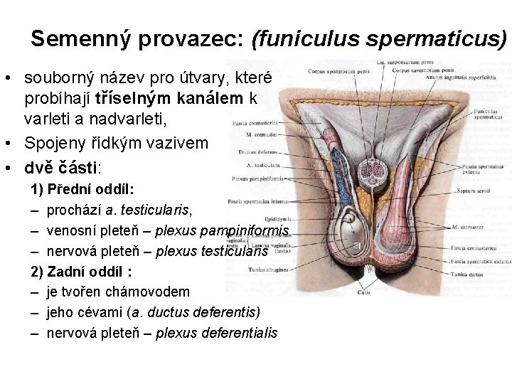 Semenný provazec: (funiculus spermaticus) • souborný název pro útvary, které probíhají tříselným kanálem k
