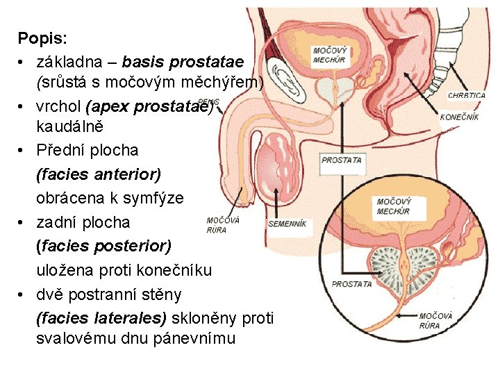 Popis: • základna – basis prostatae (srůstá s močovým měchýřem) • vrchol (apex prostatae)