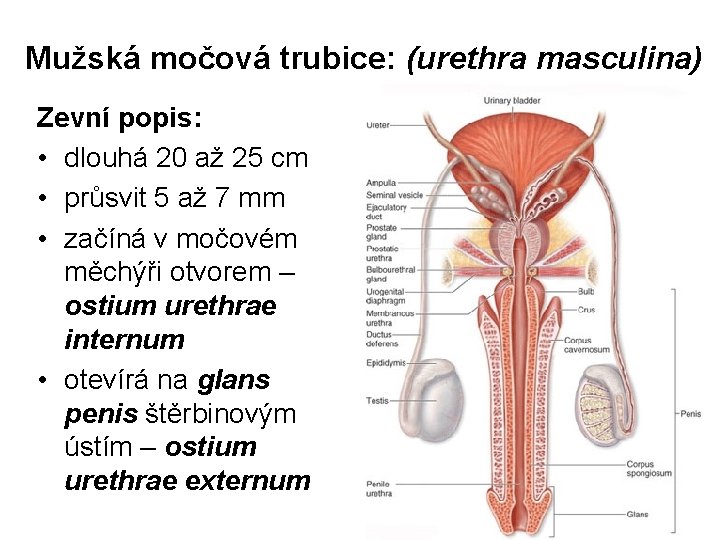 Mužská močová trubice: (urethra masculina) Zevní popis: • dlouhá 20 až 25 cm •
