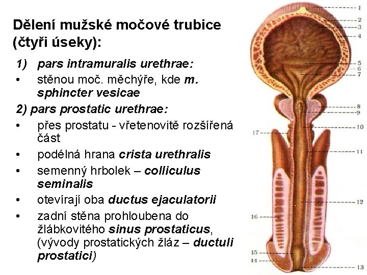 Dělení mužské močové trubice (čtyři úseky): 1) pars intramuralis urethrae: • stěnou moč. měchýře,