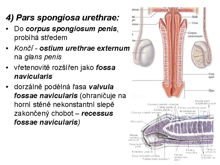 4) Pars spongiosa urethrae: • Do corpus spongiosum penis, probíhá středem • Končí -