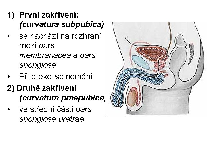 1) První zakřivení: (curvatura subpubica) • se nachází na rozhraní mezi pars membranacea a