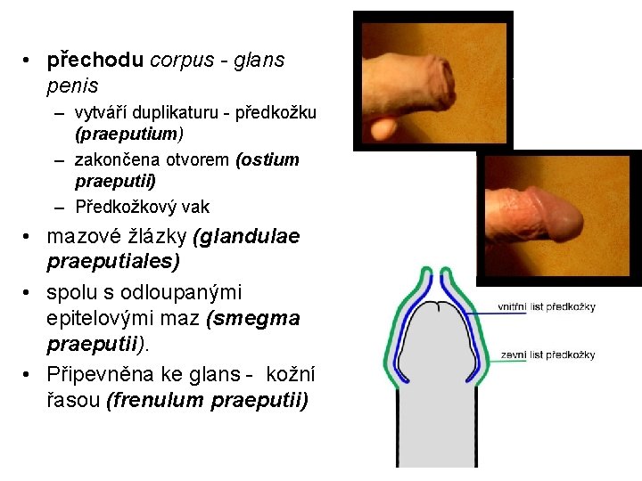  • přechodu corpus - glans penis – vytváří duplikaturu - předkožku (praeputium) –