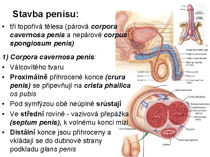Stavba penisu: • tři topořivá tělesa (párová corpora cavernosa penis a nepárové corpus spongiosum