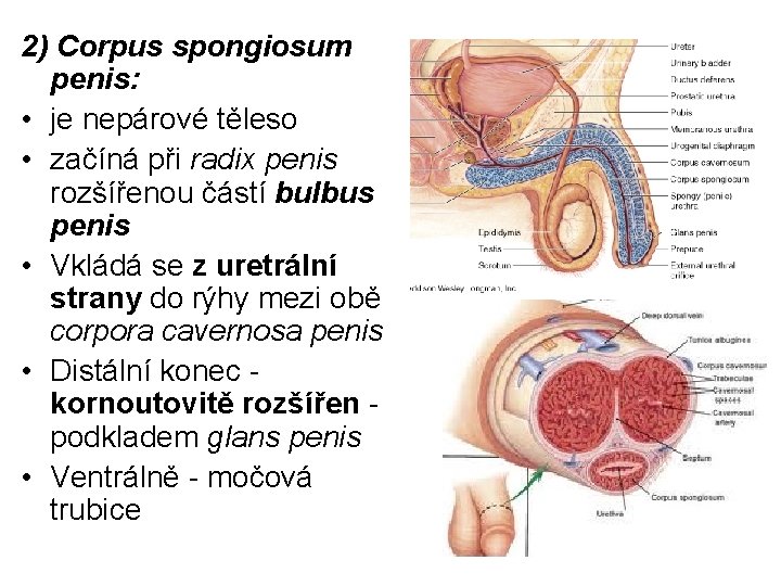 2) Corpus spongiosum penis: • je nepárové těleso • začíná při radix penis rozšířenou