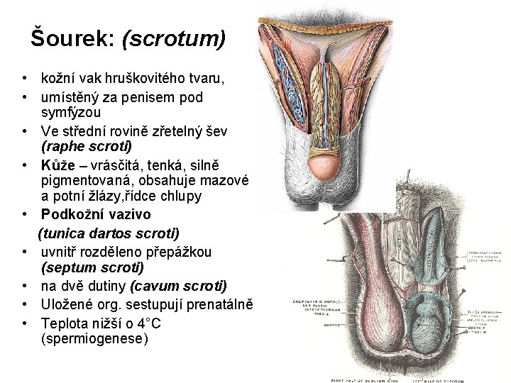 Šourek: (scrotum) • kožní vak hruškovitého tvaru, • umístěný za penisem pod symfýzou •
