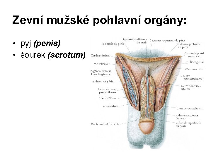 Zevní mužské pohlavní orgány: • pyj (penis) • šourek (scrotum) 