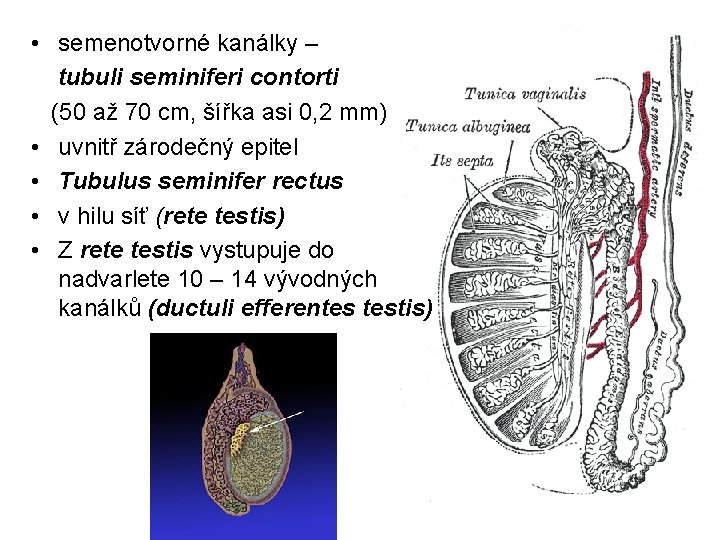  • semenotvorné kanálky – tubuli seminiferi contorti (50 až 70 cm, šířka asi