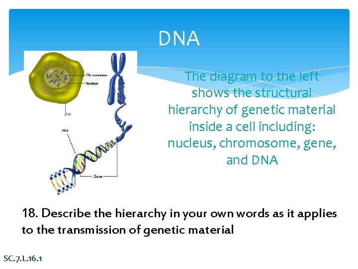 DNA The diagram to the left shows the structural hierarchy of genetic material inside