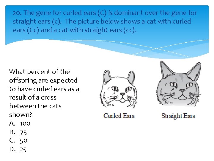 20. The gene for curled ears (C) is dominant over the gene for straight