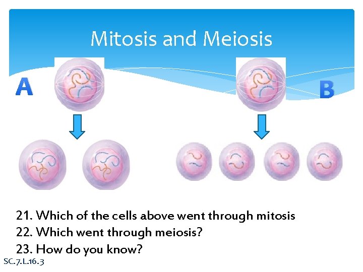 Mitosis and Meiosis A 21. Which of the cells above went through mitosis 22.