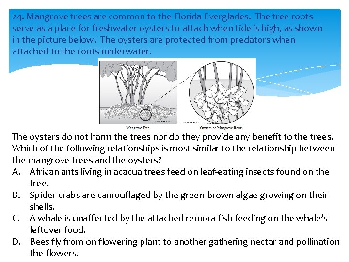 24. Mangrove trees are common to the Florida Everglades. The tree roots serve as