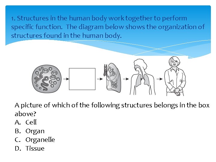 1. Structures in the human body work together to perform specific function. The diagram