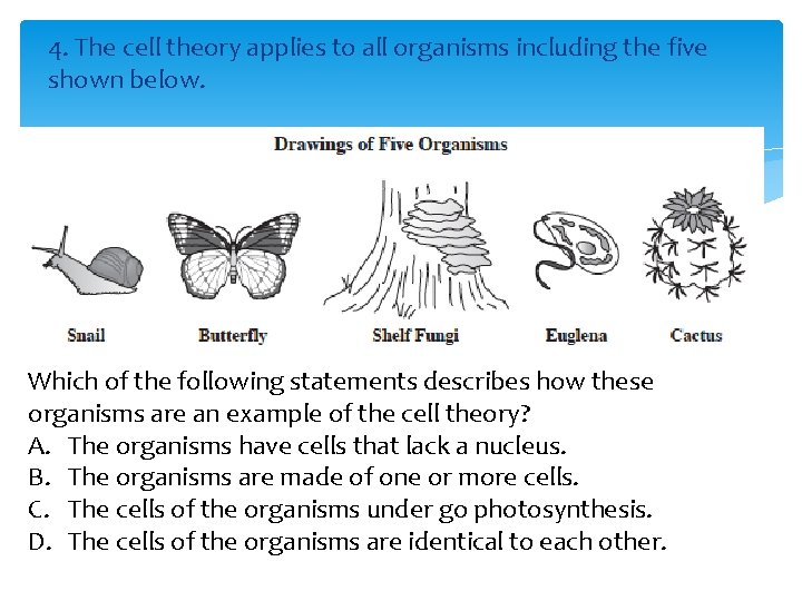 4. The cell theory applies to all organisms including the five shown below. Which