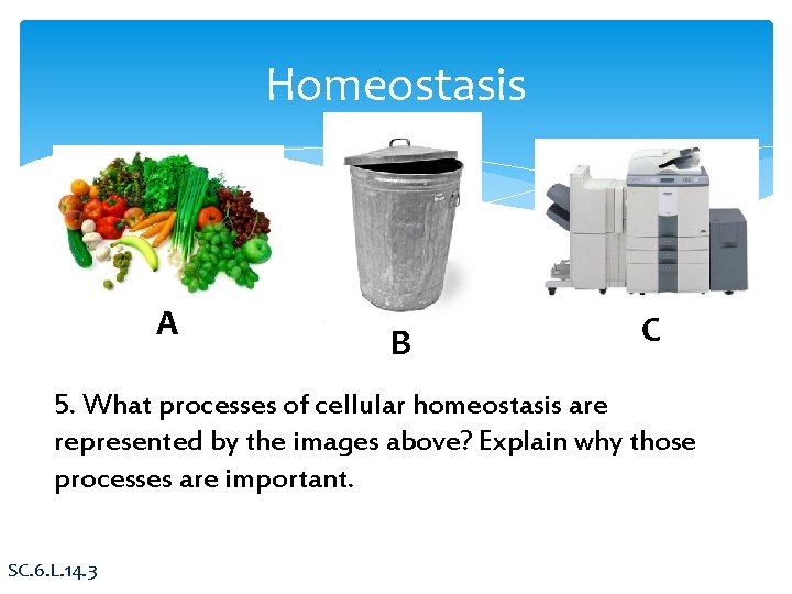 Homeostasis A B C 5. What processes of cellular homeostasis are represented by the