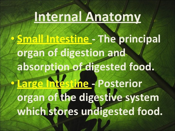 Internal Anatomy • Small Intestine - The principal organ of digestion and absorption of