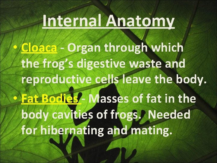 Internal Anatomy • Cloaca - Organ through which the frog’s digestive waste and reproductive