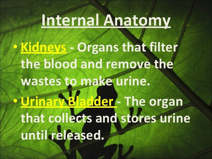 Internal Anatomy • Kidneys - Organs that filter the blood and remove the wastes