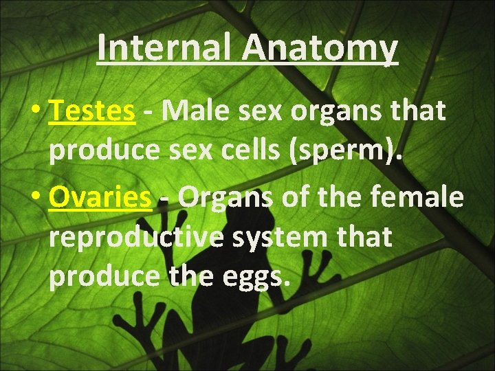 Internal Anatomy • Testes - Male sex organs that produce sex cells (sperm). •