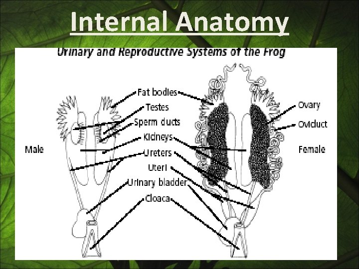 Internal Anatomy 