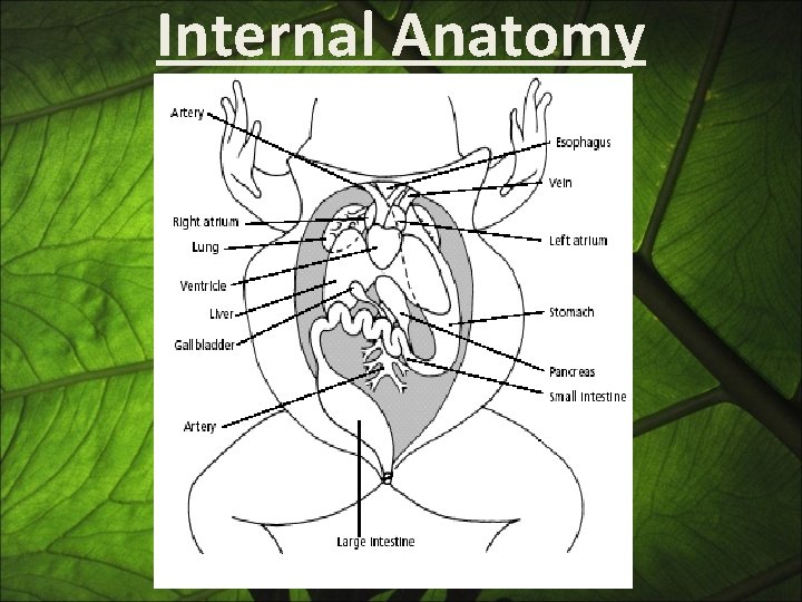 Internal Anatomy 