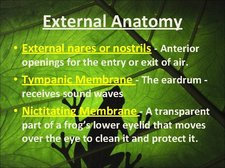 External Anatomy • External nares or nostrils - Anterior openings for the entry or