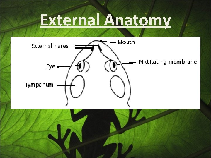 External Anatomy 