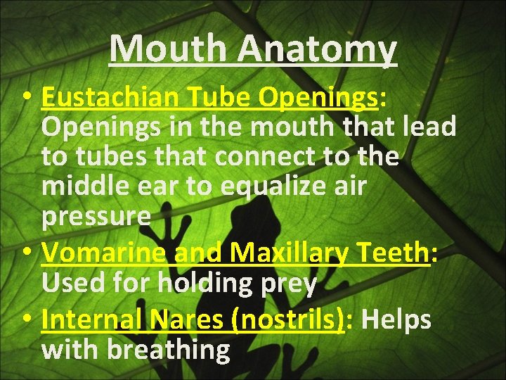 Mouth Anatomy • Eustachian Tube Openings: Openings in the mouth that lead to tubes