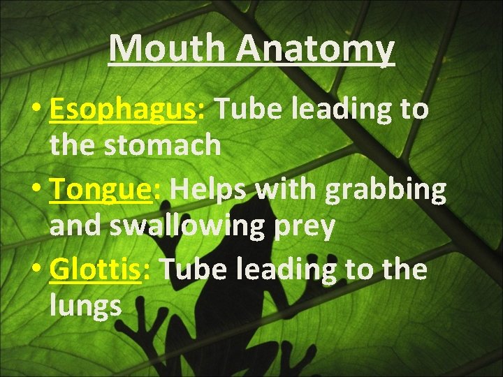 Mouth Anatomy • Esophagus: Tube leading to the stomach • Tongue: Helps with grabbing