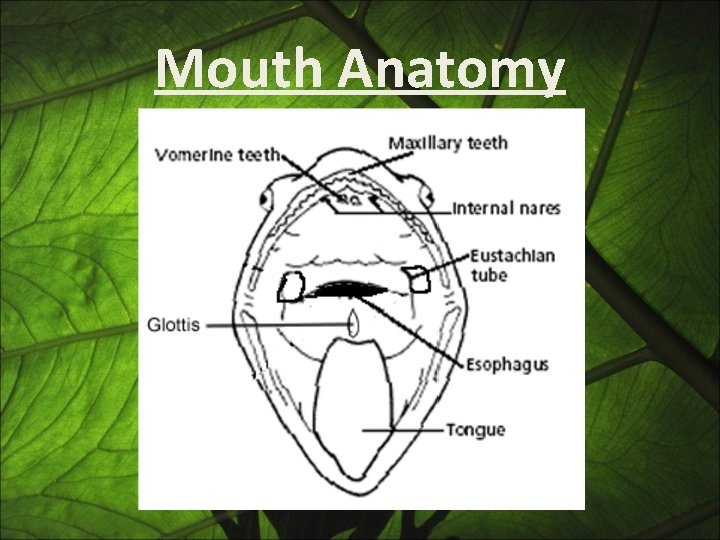 Mouth Anatomy 