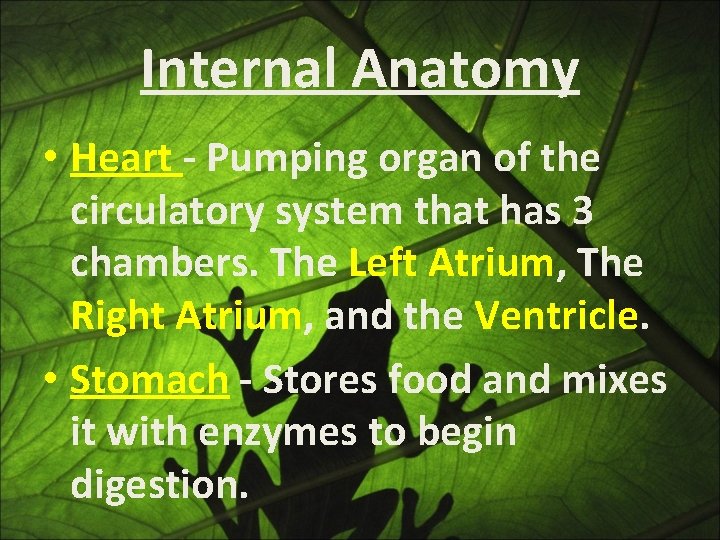 Internal Anatomy • Heart - Pumping organ of the circulatory system that has 3