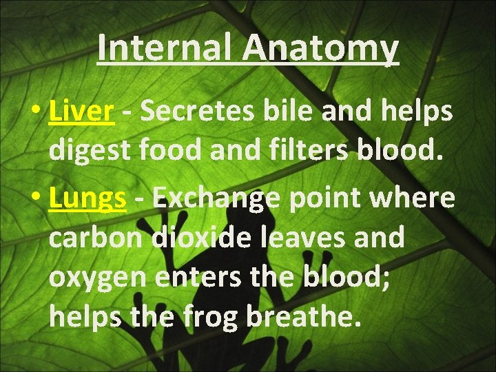 Internal Anatomy • Liver - Secretes bile and helps digest food and filters blood.