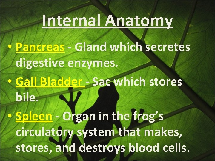 Internal Anatomy • Pancreas - Gland which secretes digestive enzymes. • Gall Bladder -