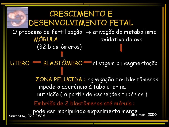 CRESCIMENTO E DESENVOLVIMENTO FETAL O processo de fertilização ativação do metabolismo MÓRULA oxidativo do