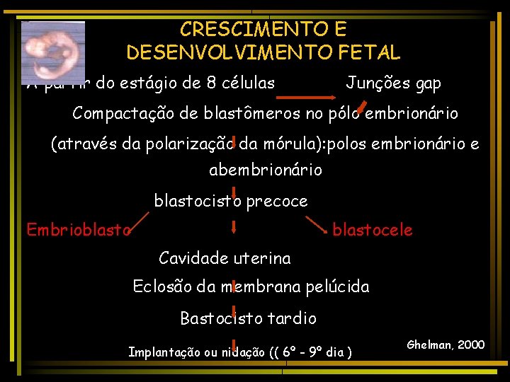 CRESCIMENTO E DESENVOLVIMENTO FETAL A partir do estágio de 8 células Junções gap Compactação