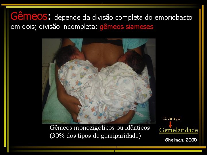 Gêmeos: depende da divisão completa do embriobasto em dois; divisão incompleta: gêmeos siameses Clicar