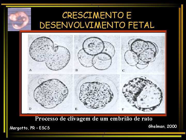 CRESCIMENTO E DESENVOLVIMENTO FETAL Processo de clivagem de um embrião de rato Margotto, PR