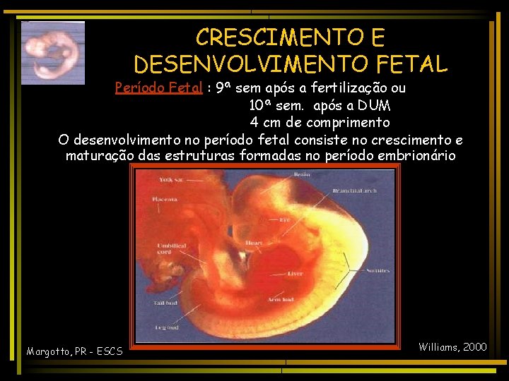 CRESCIMENTO E DESENVOLVIMENTO FETAL Período Fetal : 9ª sem após a fertilização ou 10ª