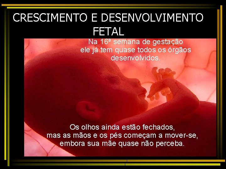 CRESCIMENTO E DESENVOLVIMENTO FETAL Na 16ª semana de gestação ele já tem quase todos